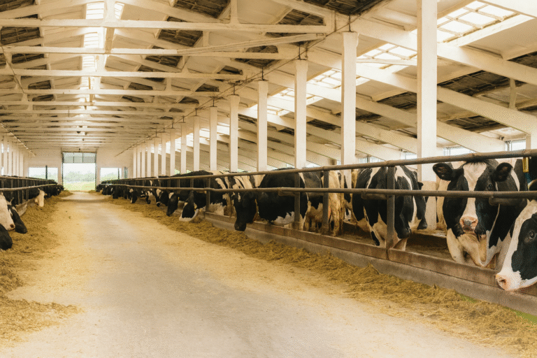 Mantenimiento preventivo de descremadoras en taller Descrem