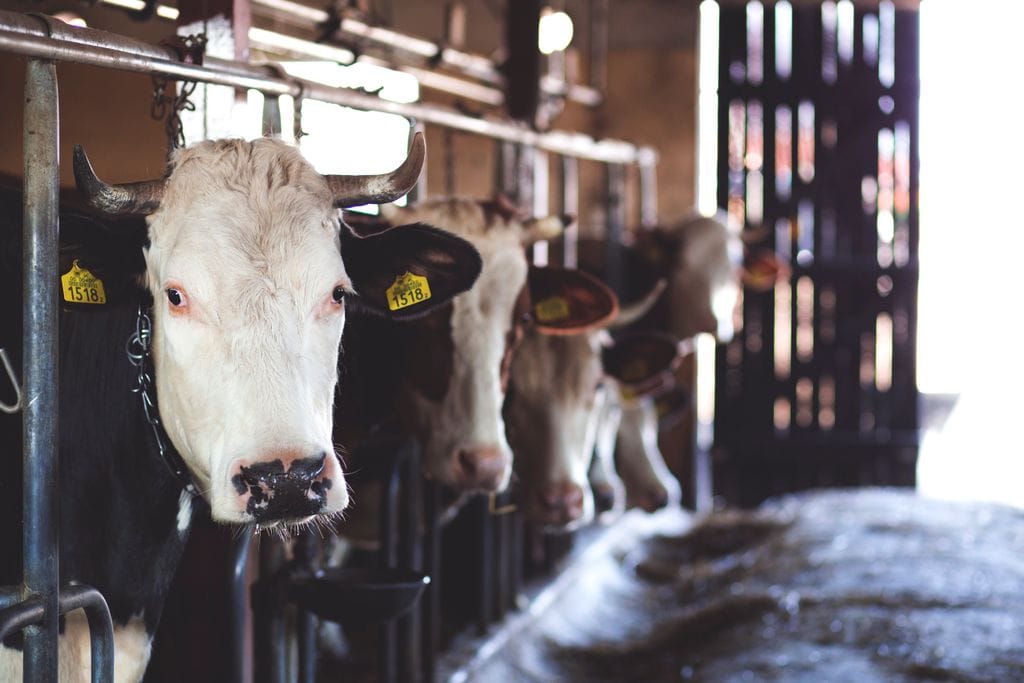 Vaca lechera en granja, producción de leche del pequeño productor salvadoreño